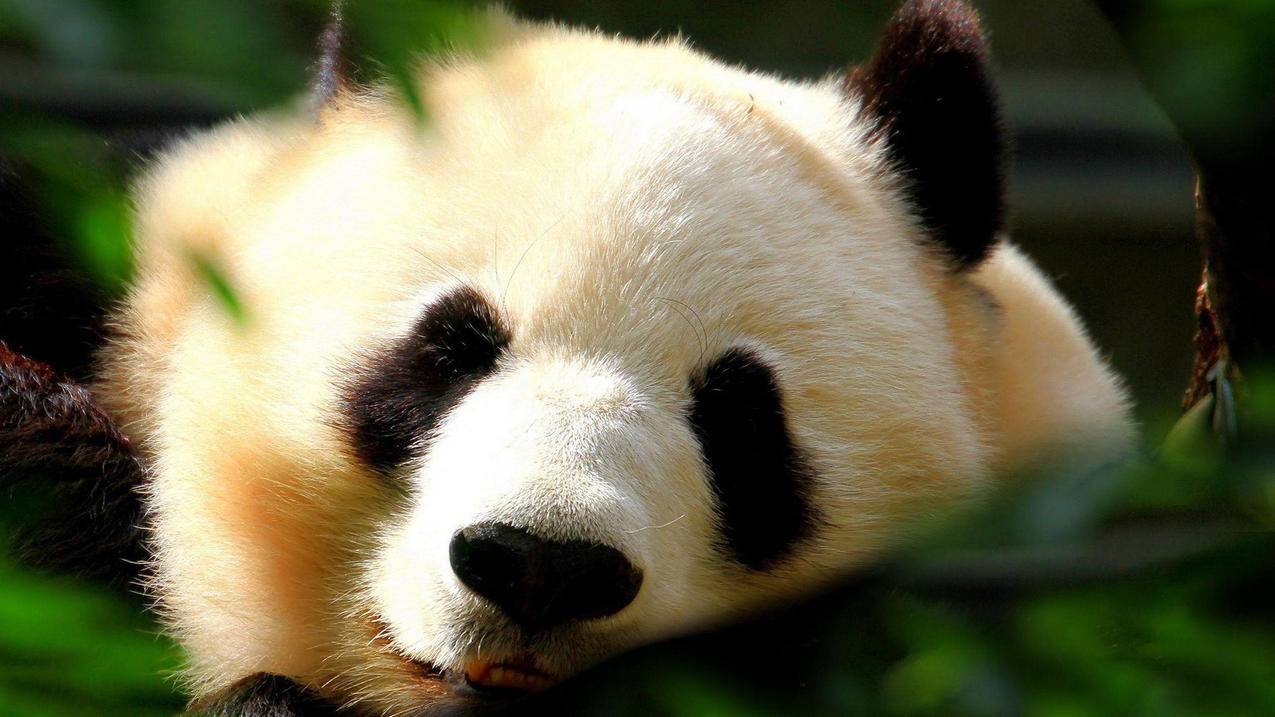 快手涨粉网站源码 - qq空间刷说说赞手机版,刷抖音粉最低价