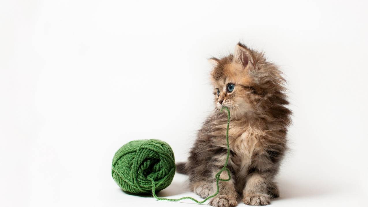 快手代刷猫粮,ks抖音刷双击